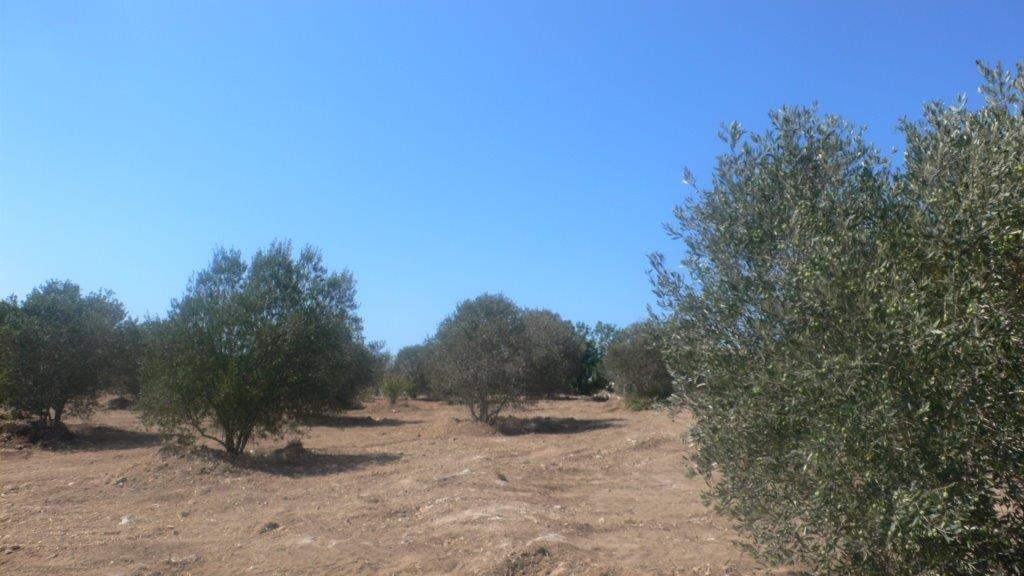 Land Land - AGRICULTURAL LAND FOR SALE IN NEO CHORIO PAPHOS CYPRUS