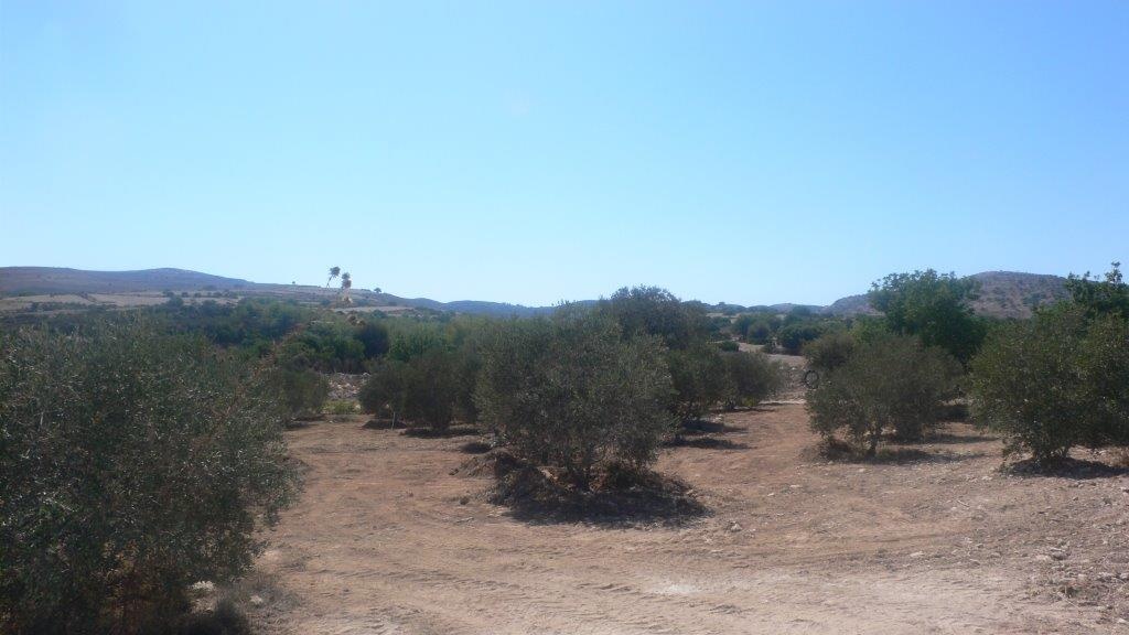 Land Land - AGRICULTURAL LAND FOR SALE IN NEO CHORIO PAPHOS CYPRUS