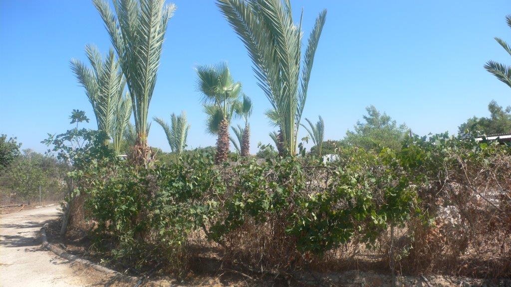 Land Land - AGRICULTURAL LAND FOR SALE IN NEO CHORIO PAPHOS CYPRUS