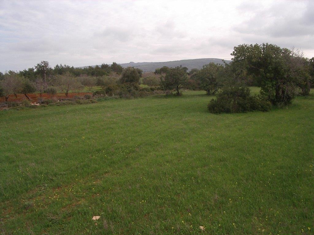 Land Land - AGRICULTURAL LAND IN NEO CHORIO